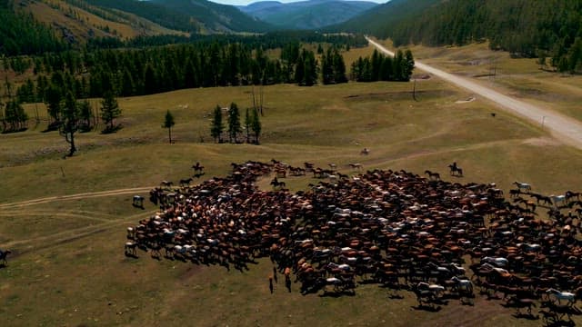 Herdsmen Leading Livestock Across Grasslands