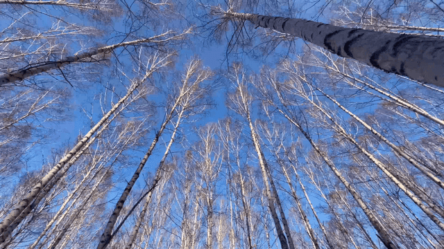 Snow-covered forest with tall birch trees