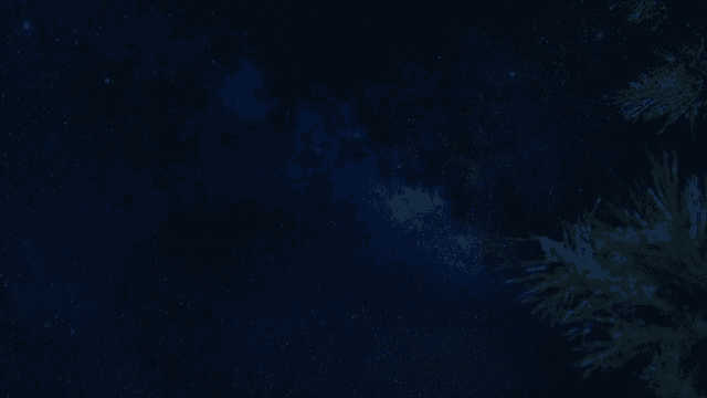 나뭇가지와 별이 빛나는 밤하늘