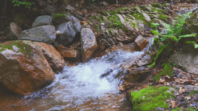 바위 위로 흐르는 고요한 숲 속 계곡
