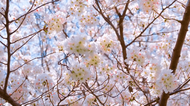 Cherry blossoms in full bloom on branches