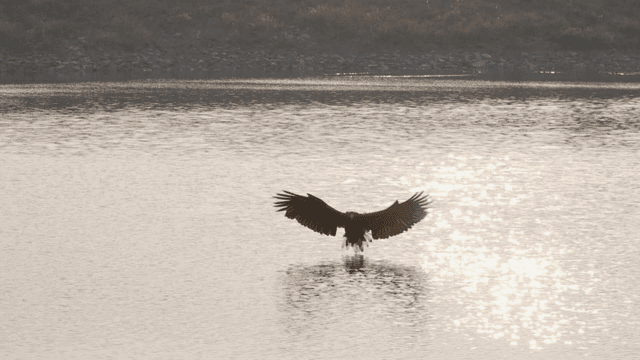 Hunting in flight above calm lake by eagle