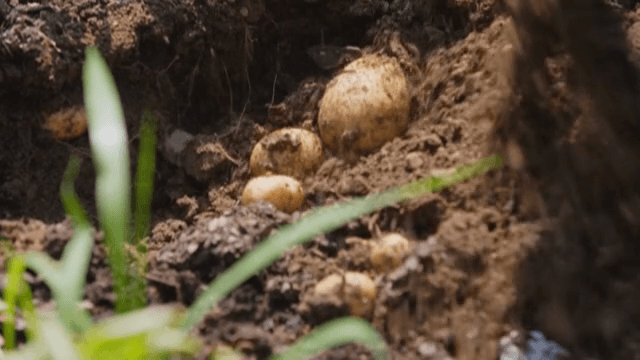 흙에서 수확하는 감자