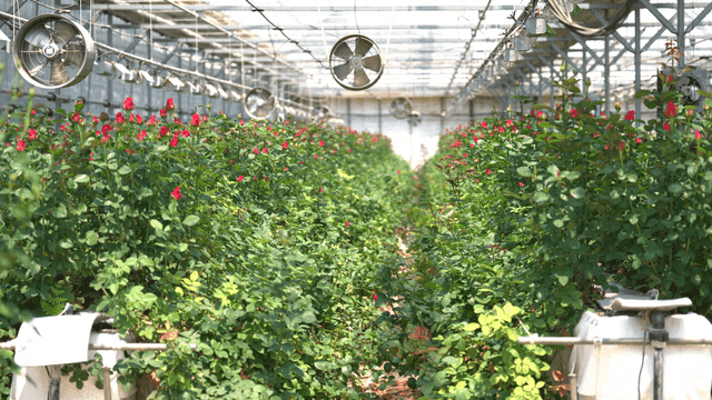 Greenhouse filled with fully bloomed roses