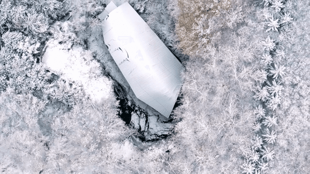 Trees in a snowy forest