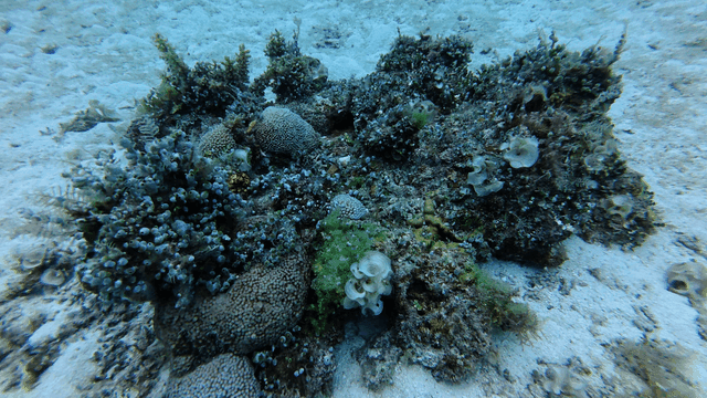 Small fish in tropical coral reefs