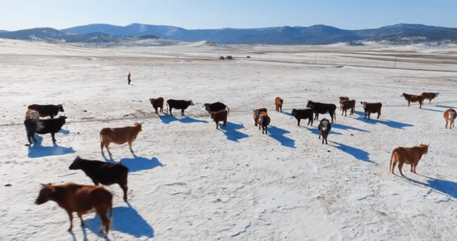 눈 덮인 들판에서 쉬고 있는 소들