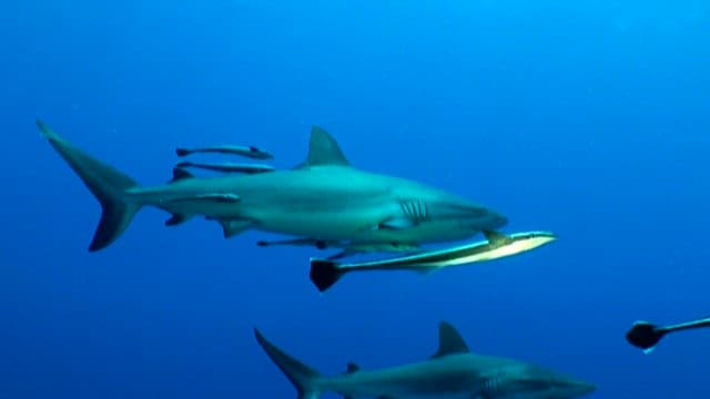 바다에서 평화롭게 헤엄치는 상어 무리