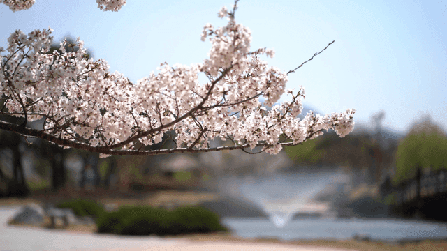 Cherry blossoms blooming on tree branches on sunny day