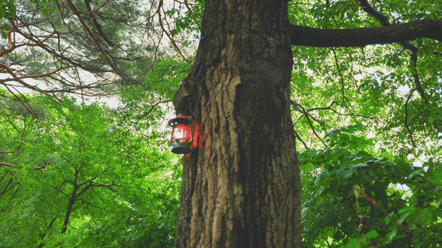 숲속 나무에 걸린 랜턴