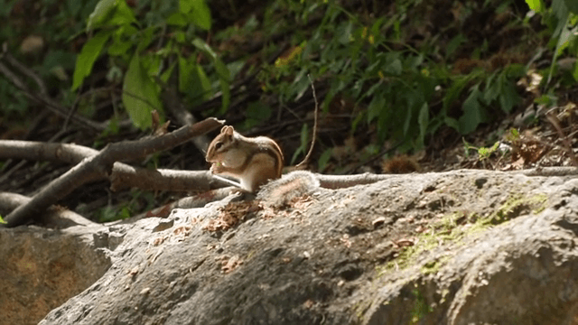 숲 속 바위 위에 앉아 있는 다람쥐