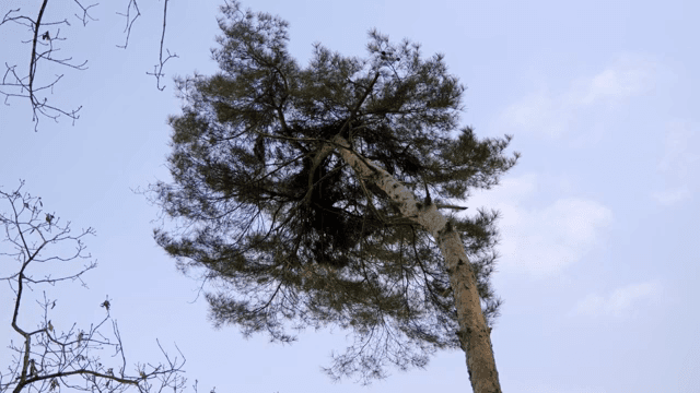 하늘을 향해 뻗은 큰 나무