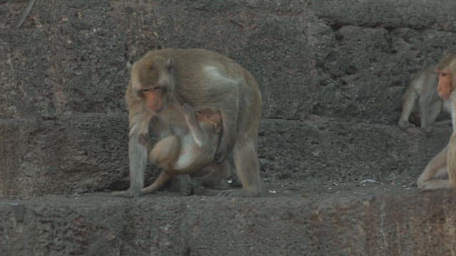 Monkeys Resting on a Stone Structure in Ancient Temple