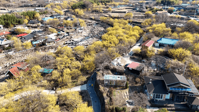 노란 산수유 꽃이 핀 아름다운 시골 마을