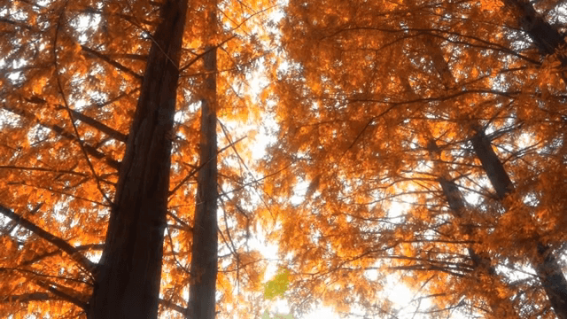 Forest of red trees covered in sunlight