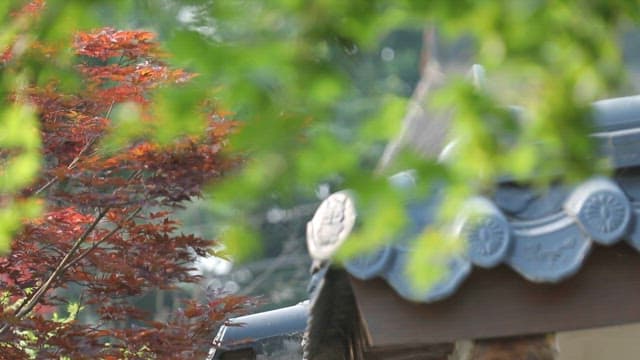 전통 한옥 지붕과 화려한 나뭇잎