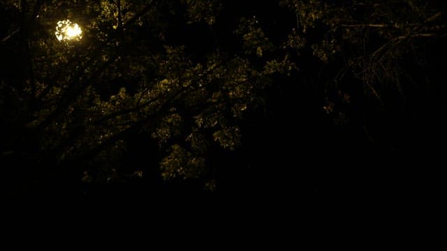 밤에 불이 켜진 건물의 외관과 나무들