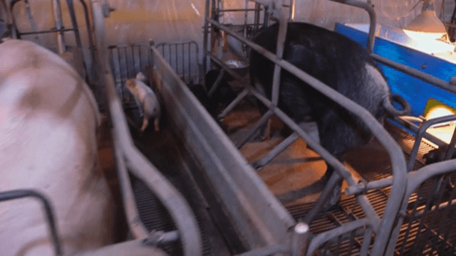 따뜻한 조명 아래 헛간의 돼지들