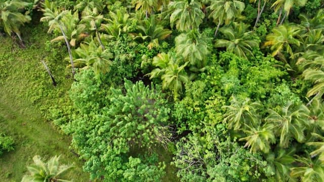 Lush tropical rainforest on an island surrounded by blue sea