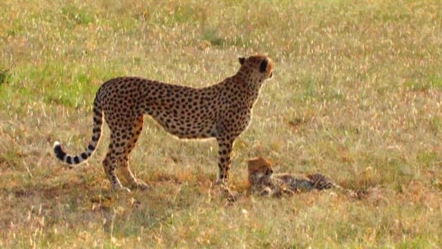 Cheetah and Cub in the Savanna Grasslands