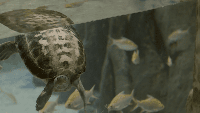 Turtle swimming in an aquarium with fish