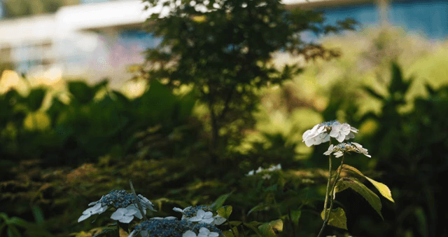 Hydrangeas blooming in a lush garden