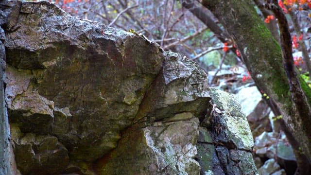 Large mossy rock in the forest with autumn trees