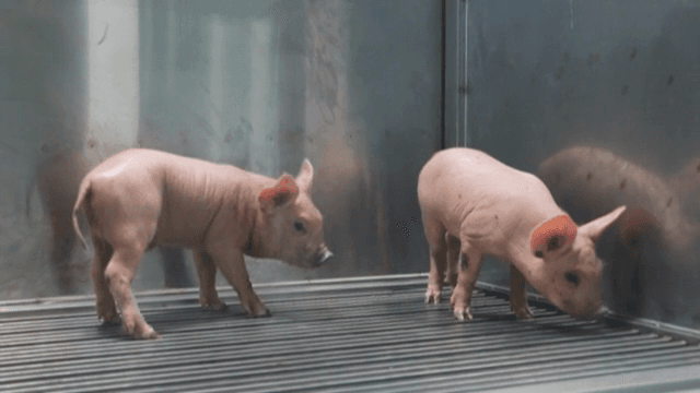 금속 우리 안의 새끼 돼지 두마리