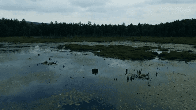 울창한 숲으로 둘러싸인 고요한 호수