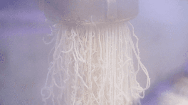 Wheat noodles being extruded from a machine