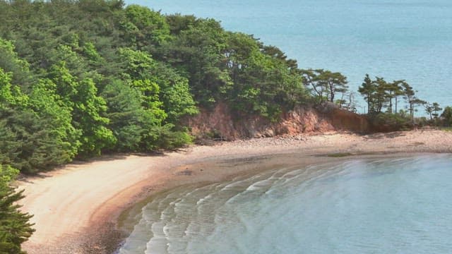 Serene beach with lush green trees