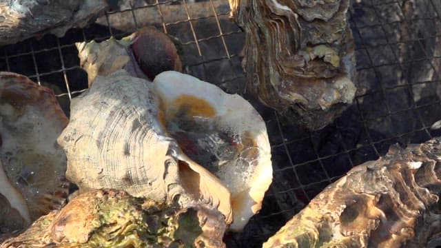 그릴 위에서 구워지는 해산물