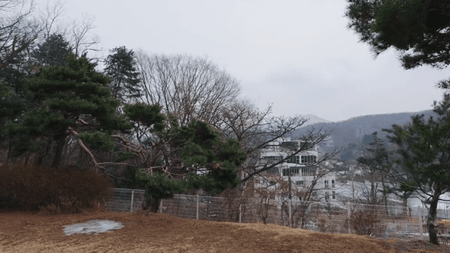 나무와 먼 건물이 보이는 고요한 풍경