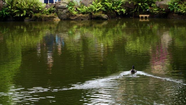 Duck Swimming in a Serene Pond  in a Green Garden