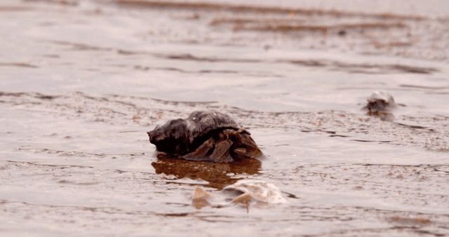 진흙 해안 위를 걷는 소라게