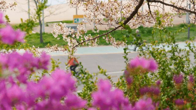 도로변의 벚꽃과 진달래