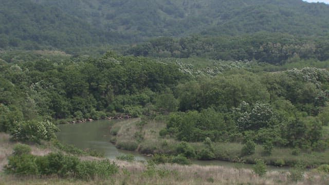 한반도 비무장지대의 울창하고 푸른 녹지