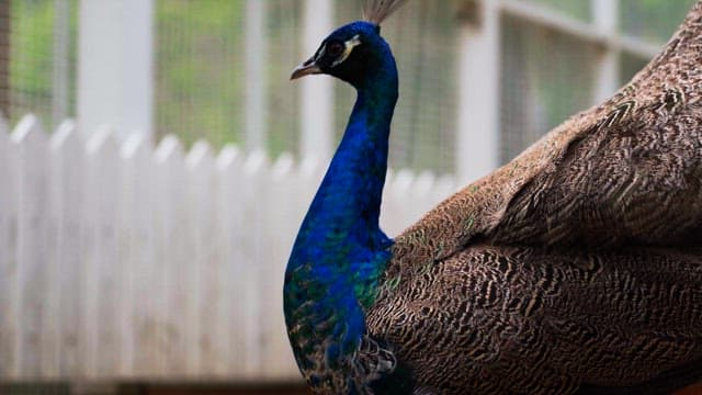 Peacock looking around next to the fence