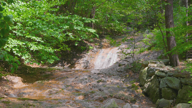 바위가 있는 고요한 숲 속 개울