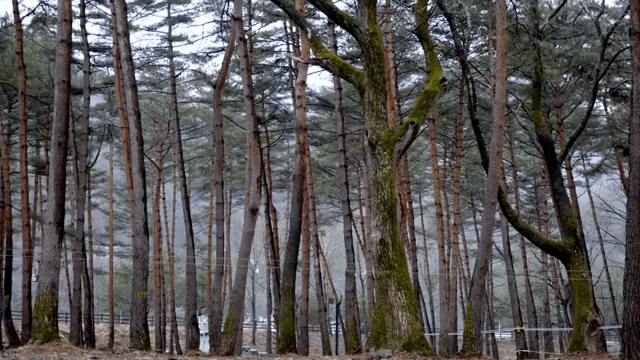 키 큰 소나무가 있는 고요한 숲