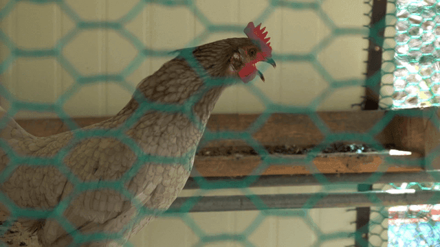 Chickens inside wire cage
