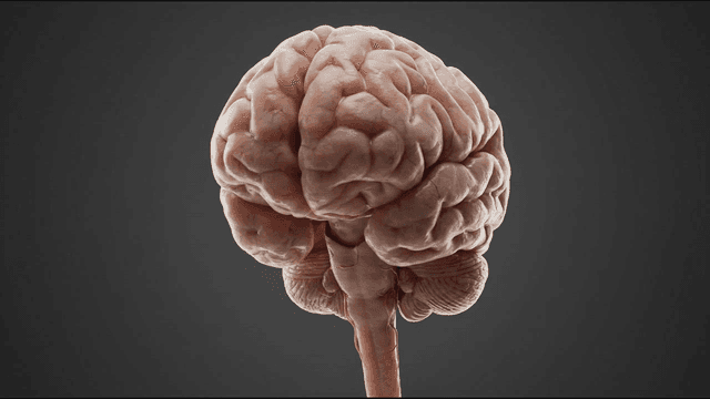 Detailed view of human brain model