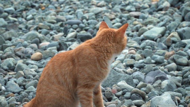 Ginger cat sitting on a rocky beach