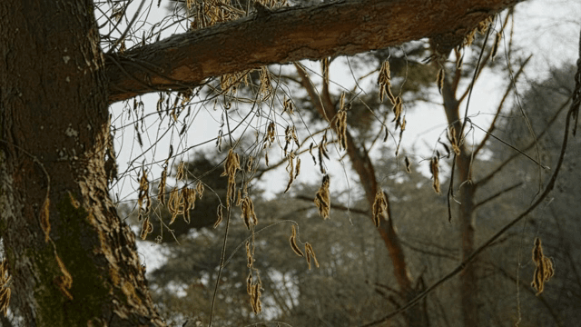 나뭇가지에 매달린 마른 잎