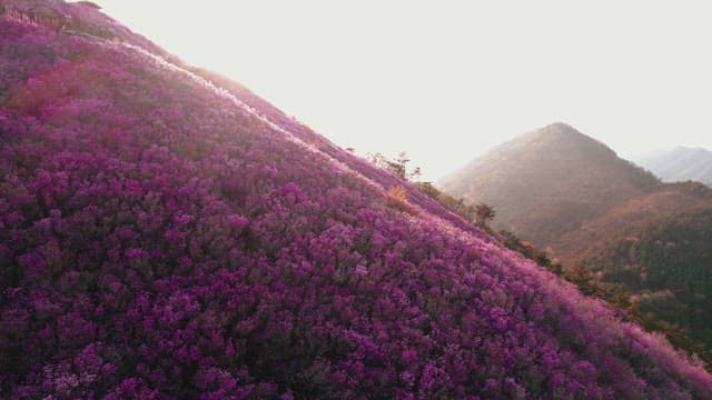 Pink Azalea Flowers Covering Cheonjusan Mountain 
