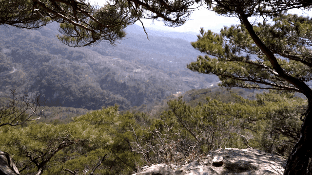 소나무가 있는 산의 경치