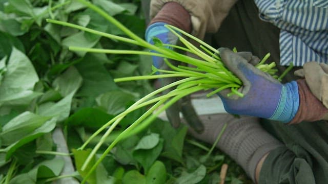 Farmer putting sweet potato leaves harvested from the field into a plastic bag