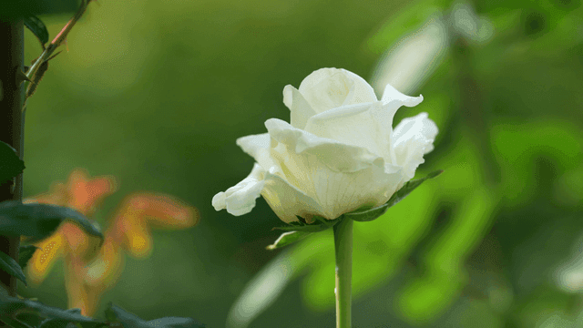 White roses blooming in garden