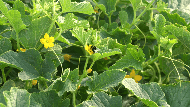 Bumblebees on flowering plants in garden