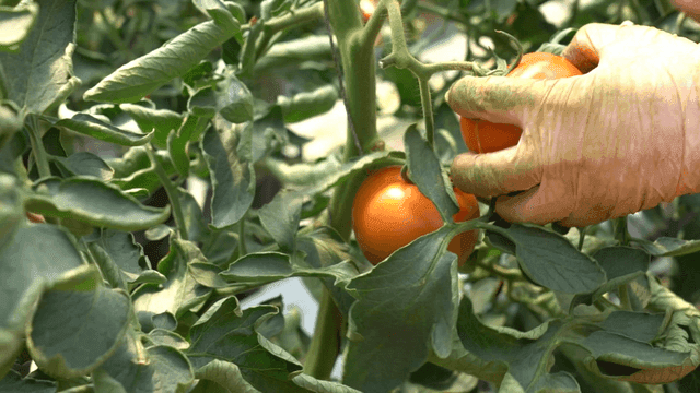 Hands harvesting ripe tomatoes